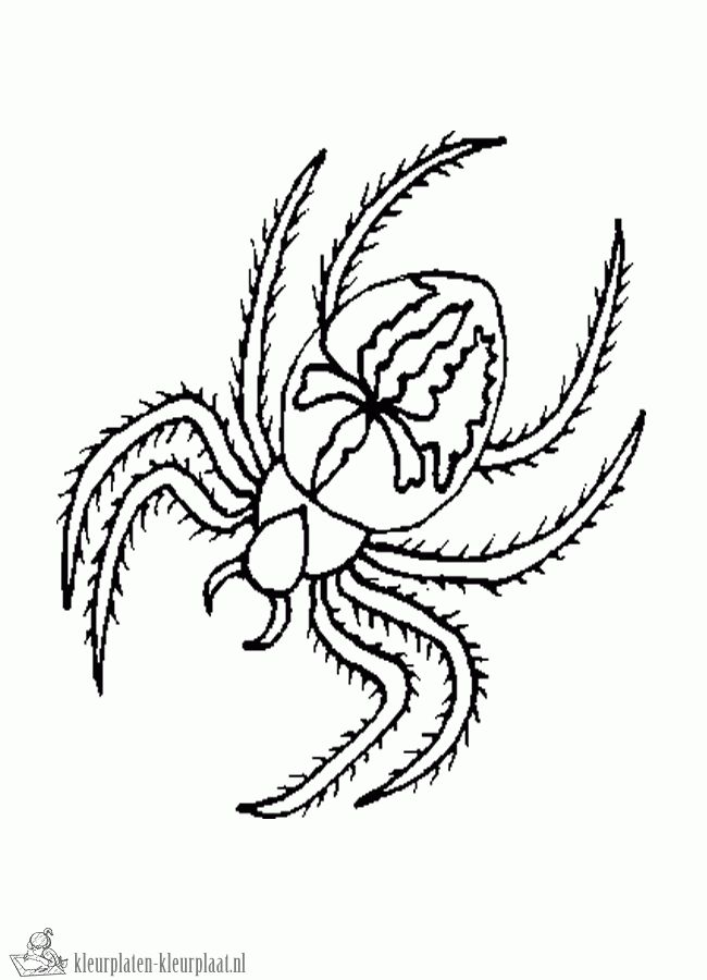 Pin by juf ingrid on spinnen creatief kleurplaten spider coloring page coloring pages animal coloring pages