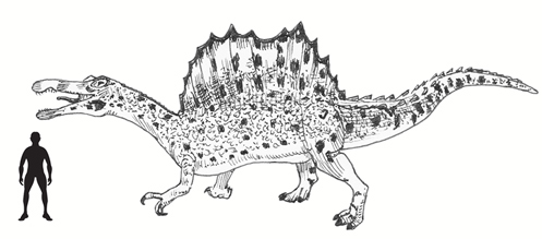 Spinosaurus drawing from everything dinosaur