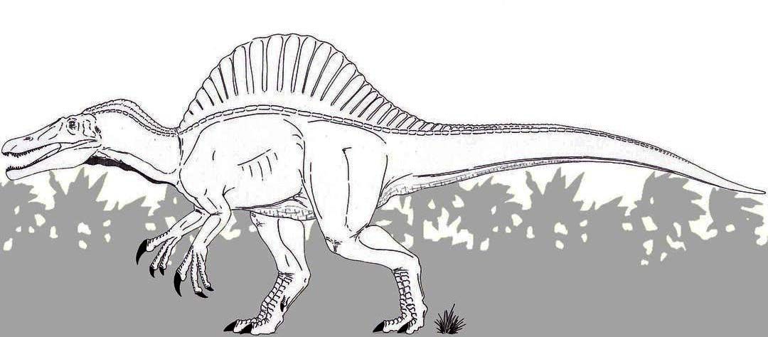 Best spinosaurus coloring page dinosaur coloring pages spinosaurus coloring pages