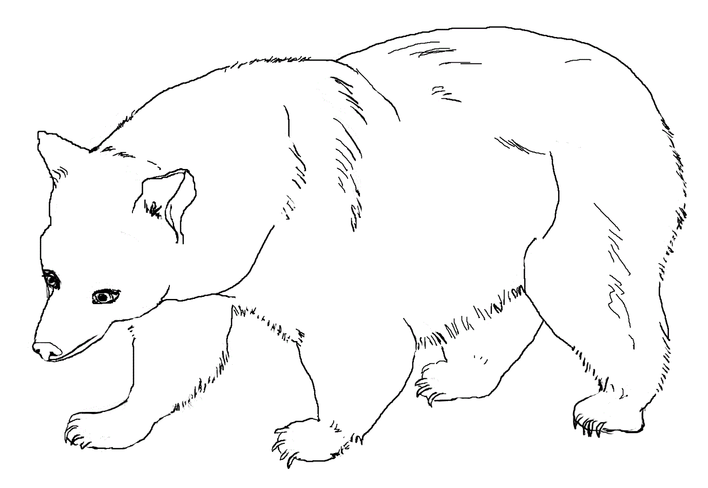 Free printable bear coloring pages for kids