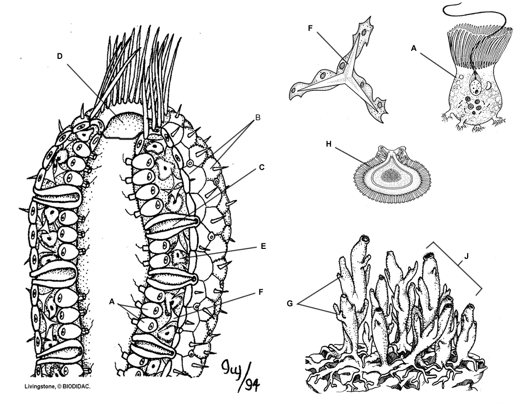 Sponge coloring