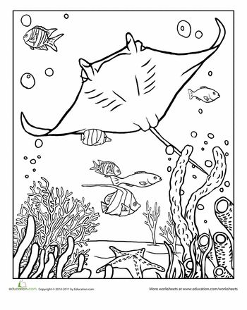 Manta ray worksheet education coloring pages cool coloring pages colouring pages