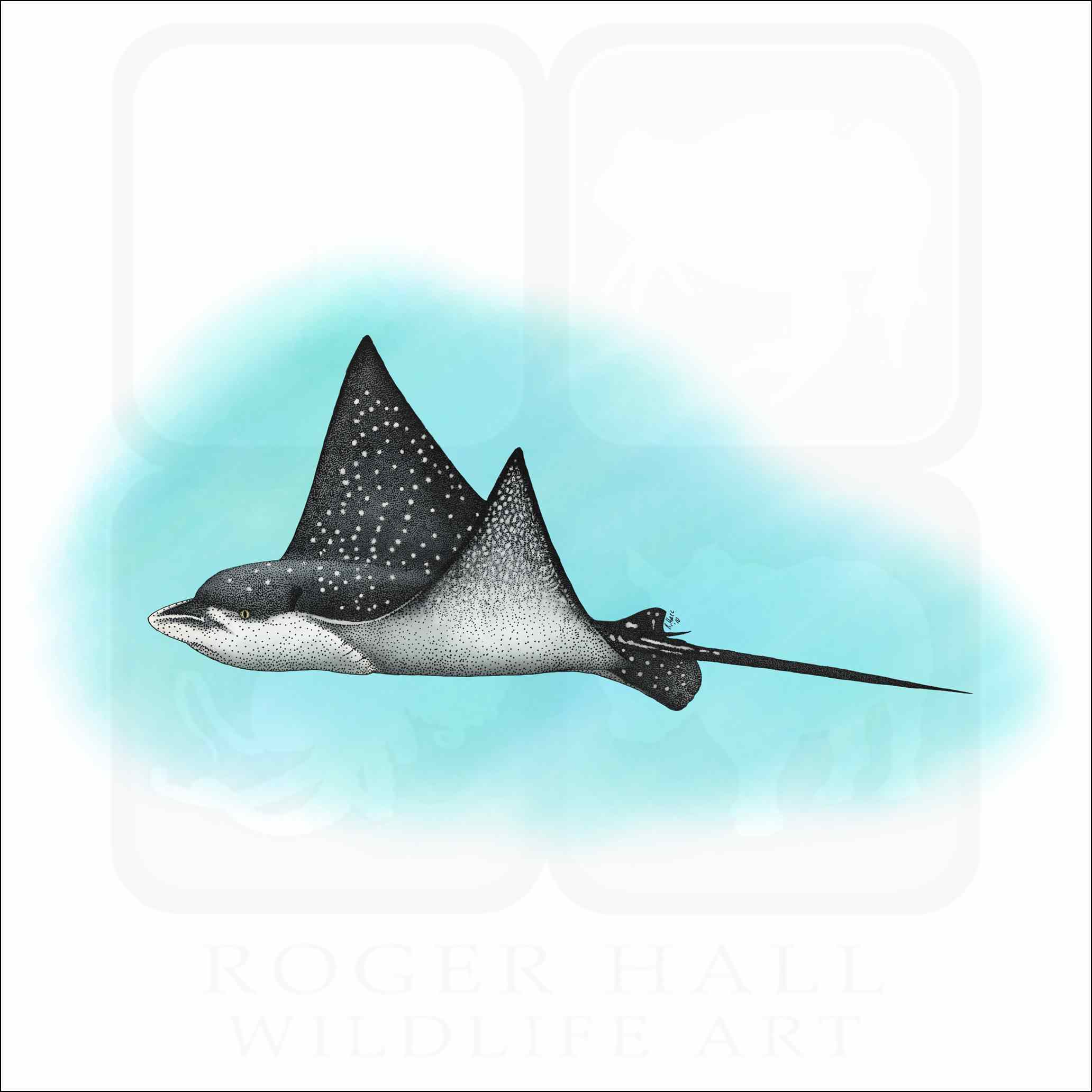 Spotted eagle ray