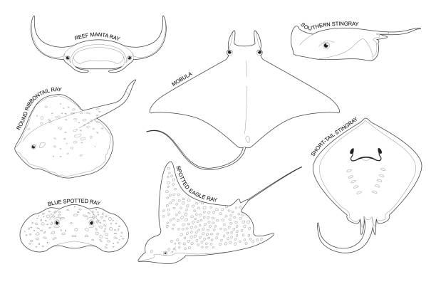 Spotted eagle ray stock photos pictures royalty