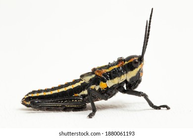 Spotted grasshopper images stock photos d objects vectors