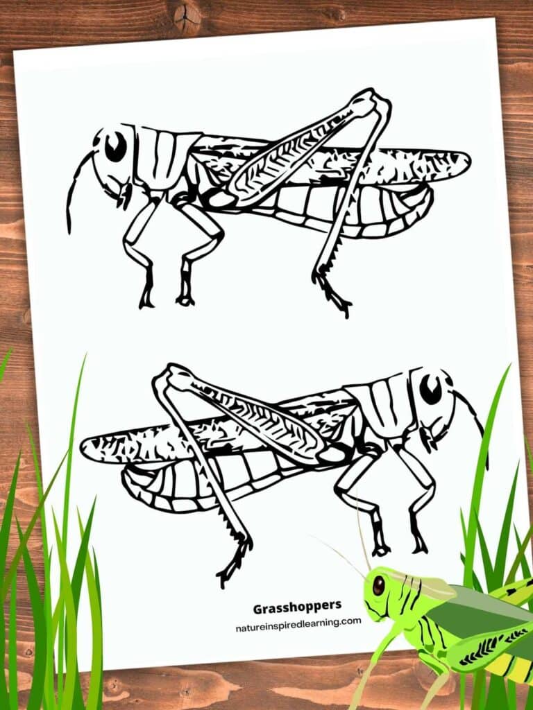 Unique grasshopper coloring pages