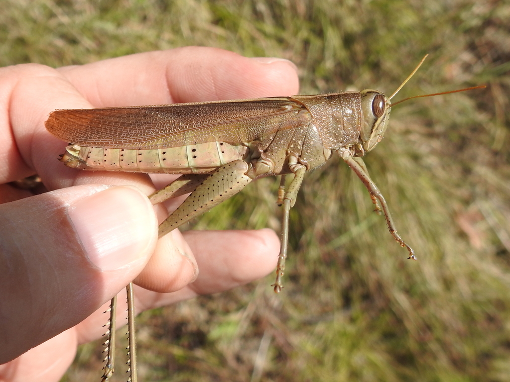 Spotted bird grasshopper orthoptera of iowa