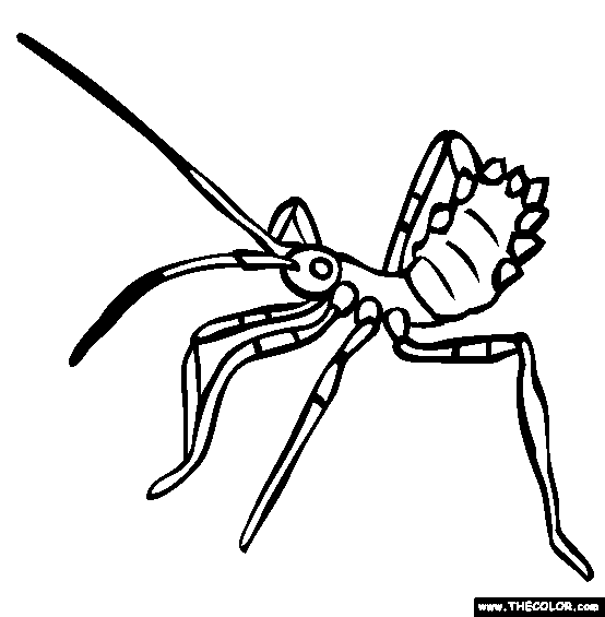 Insect online coloring pages