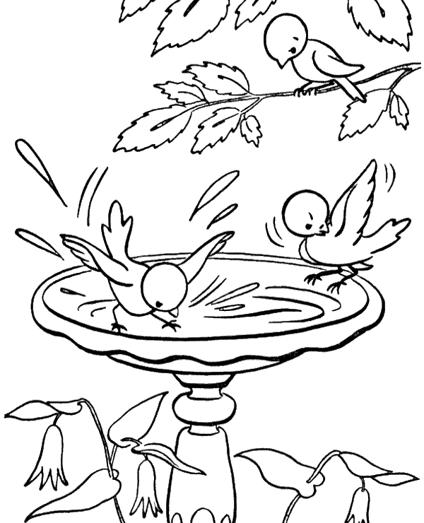 Birds sipping water picture for coloring