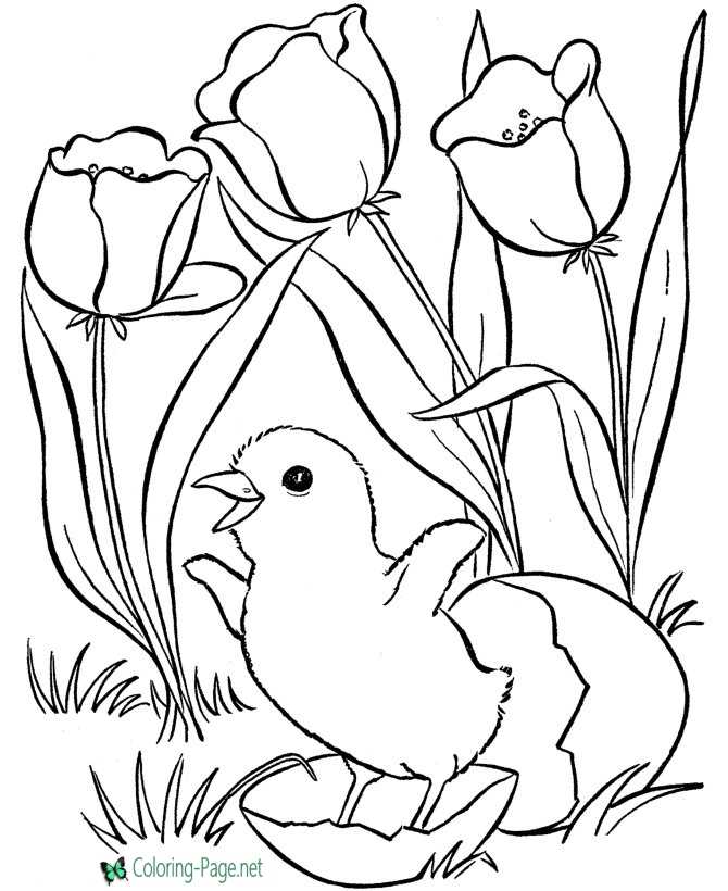 Spring coloring pages flowers and chick