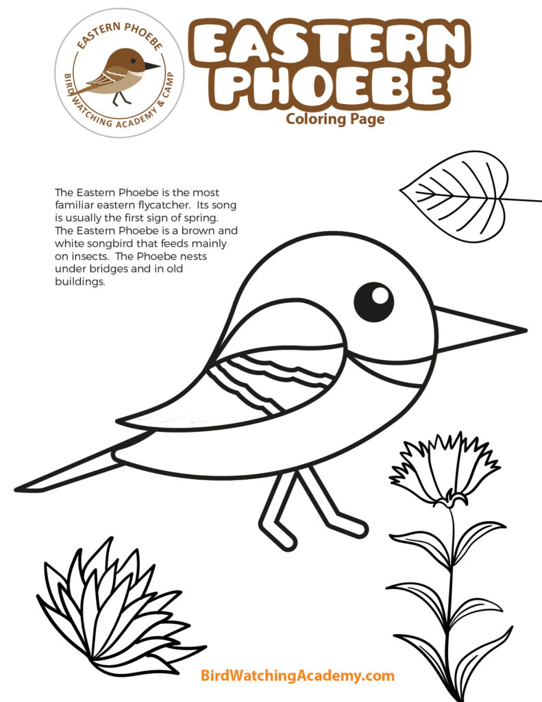 Eastern phoebe coloring page