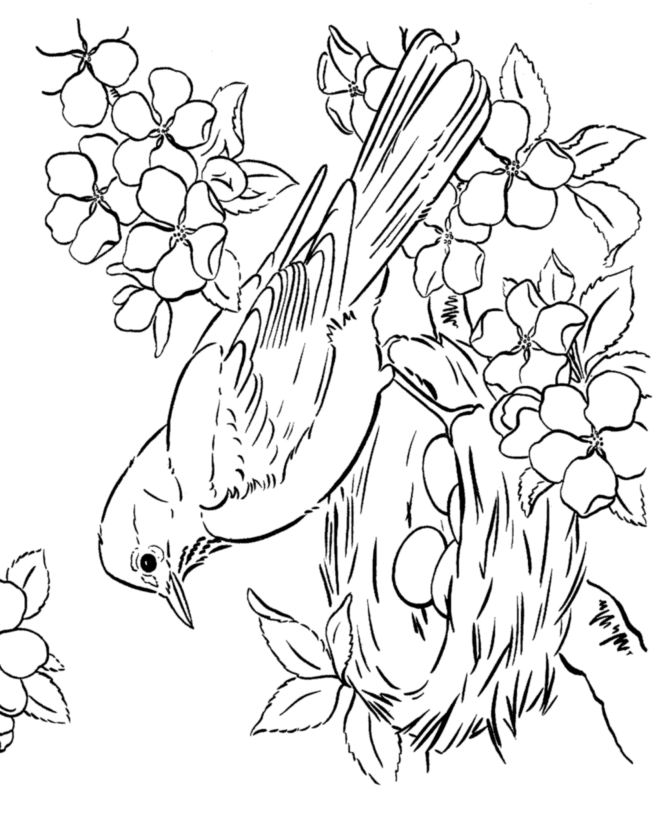 Beautiful bird coloring pages for relaxation spring