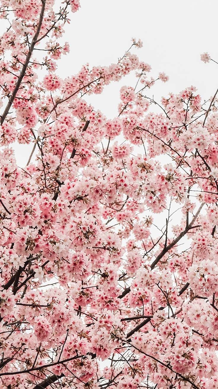 Download Free 100 + spring cute preppy Wallpapers