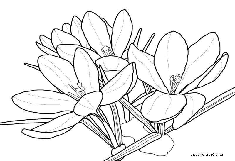 Spring flowers coloring page beautiful blossoms