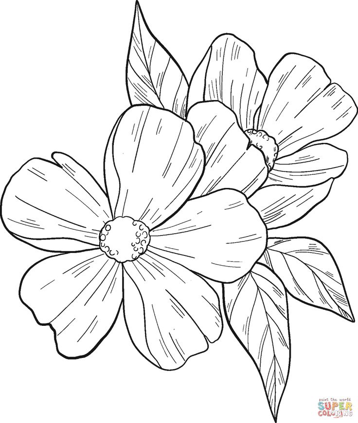 Spring flower coloring page free printable coloring pages flower coloring pages printable coloring pages free printable coloring pages
