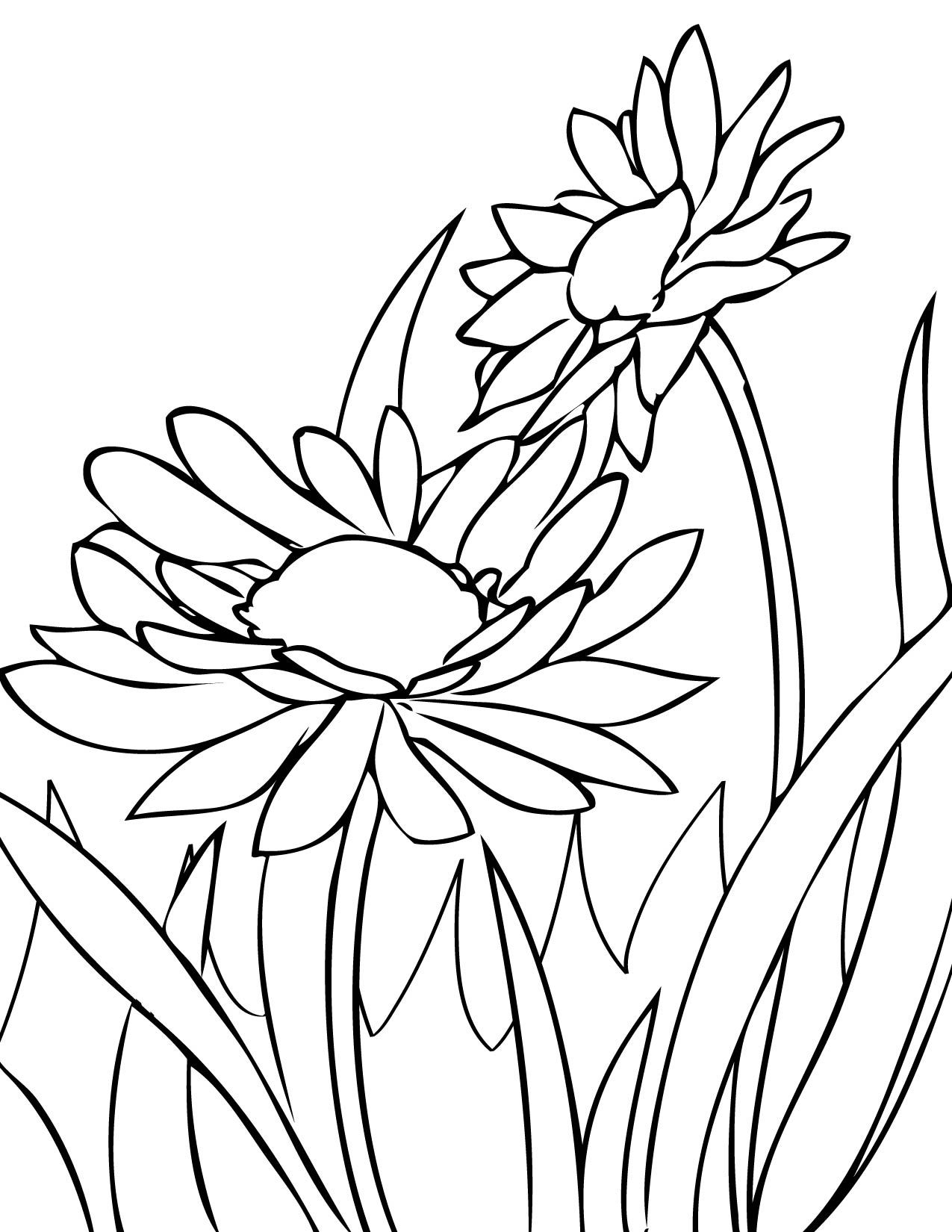Coloring pages draw daisies print this page spring flowers coloring pages free flower realistic printable