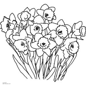 Spring flowers coloring pages printable for free download