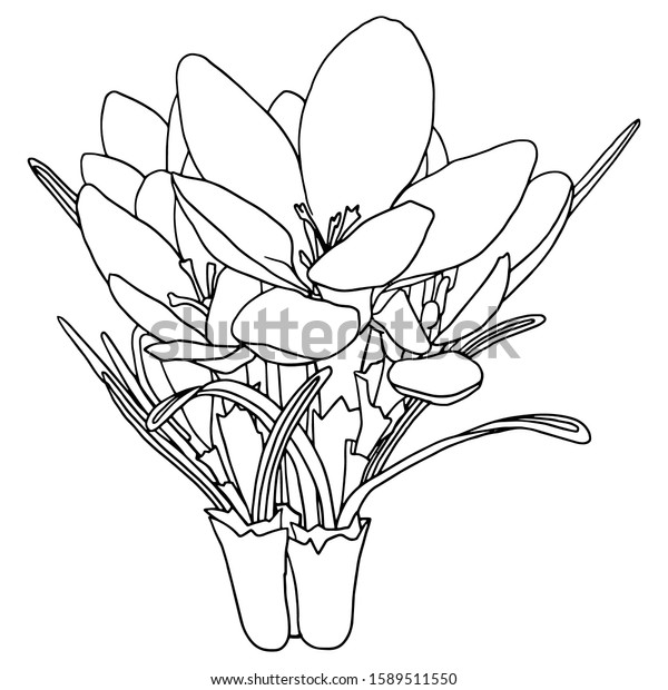 Vector illustration coloring page spring flowers stock vector royalty free