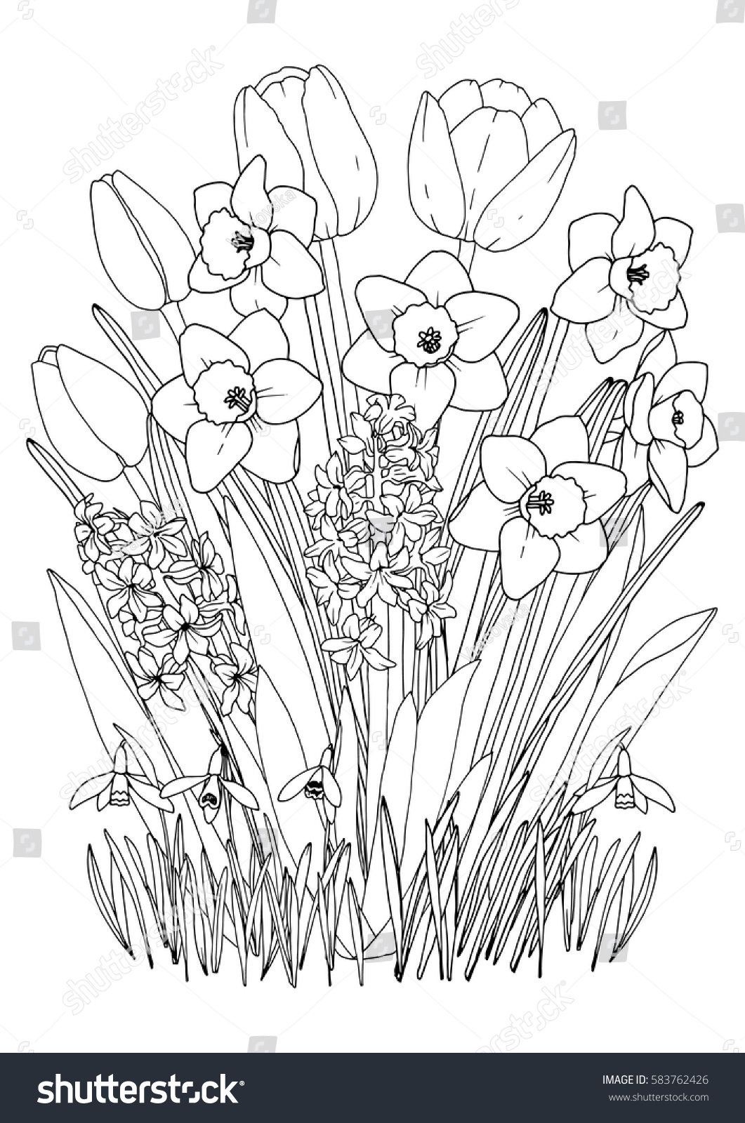 Spring garden flowers coloring page daffodils stock vector royalty free