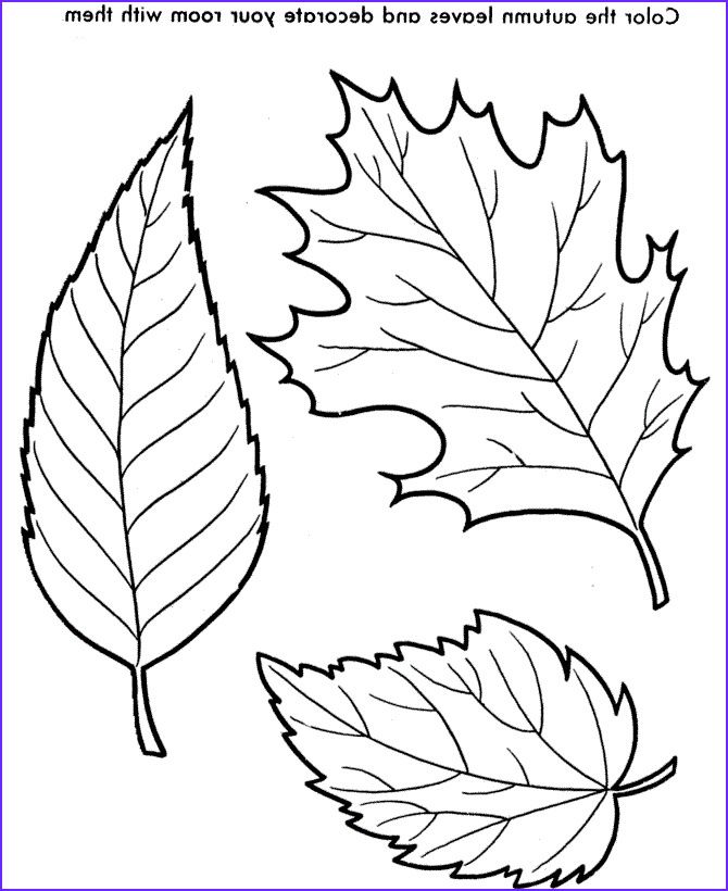 Free printable leaf coloring pages for kids hojas para colorear color de las hojas de otoão dibujos hojas