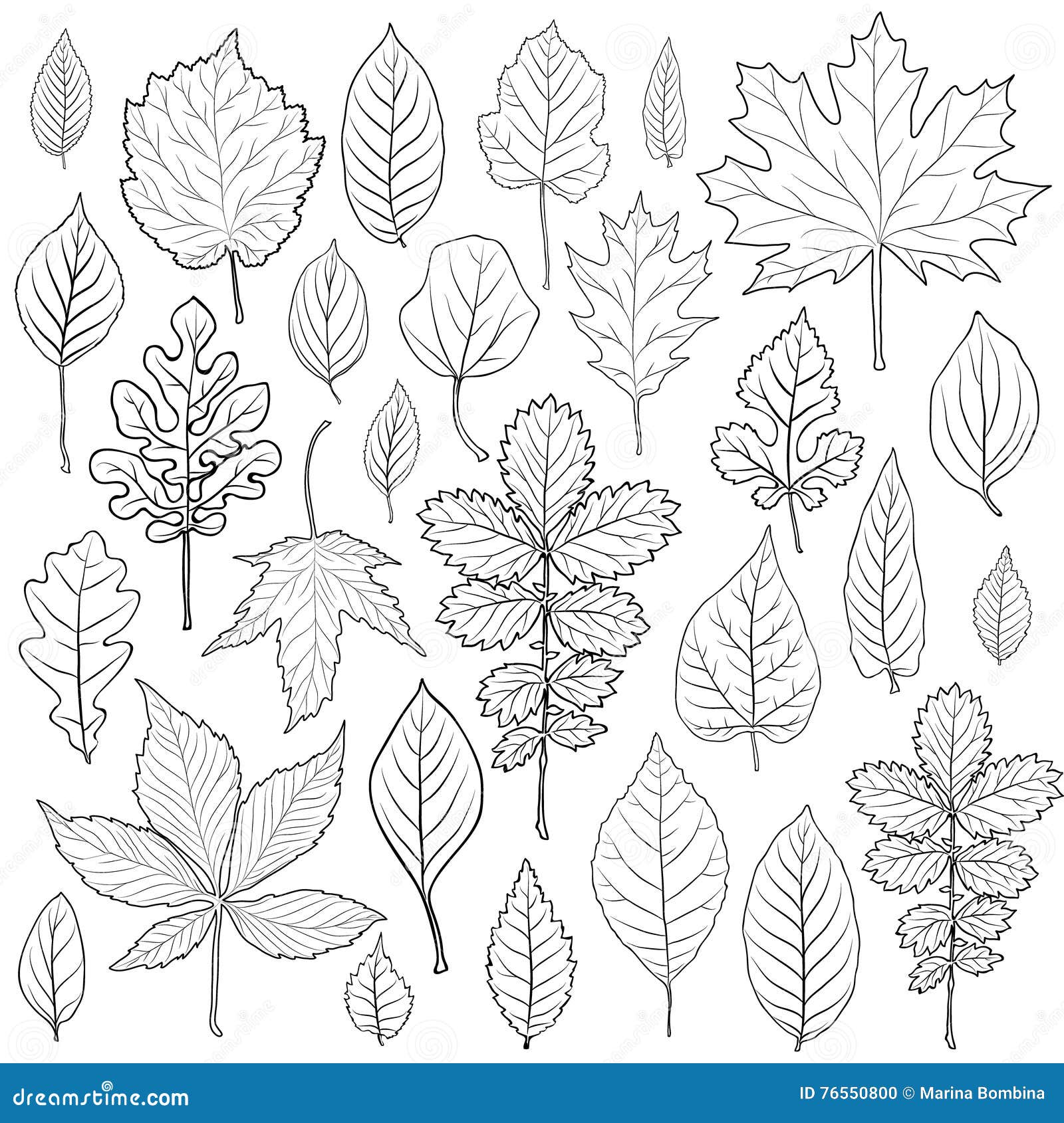 Leaves coloring stock illustrations â leaves coloring stock illustrations vectors clipart