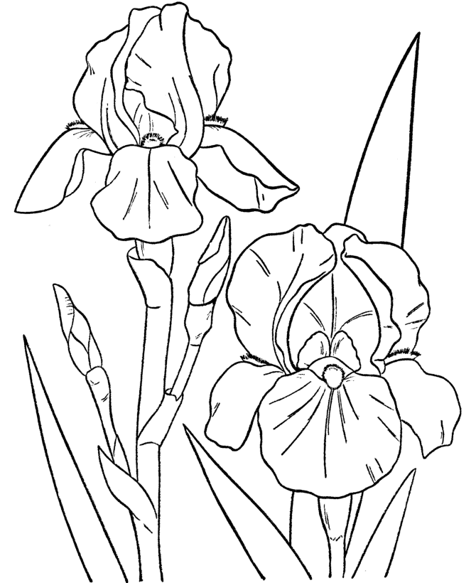 Spring scenes coloring page