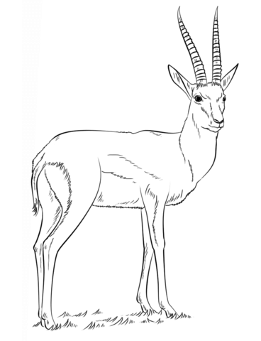 Thomsons gazelle coloring page free printable coloring pages