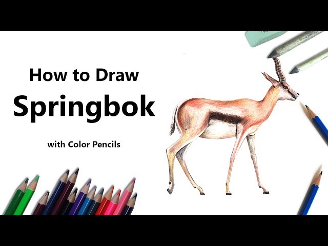 How to draw a springbok with color pencils time lapse