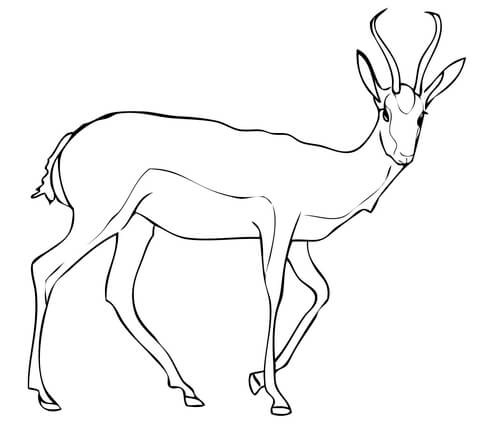 Springbok antelope coloring page free printable coloring pages