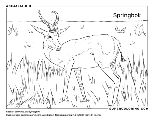 Springbok