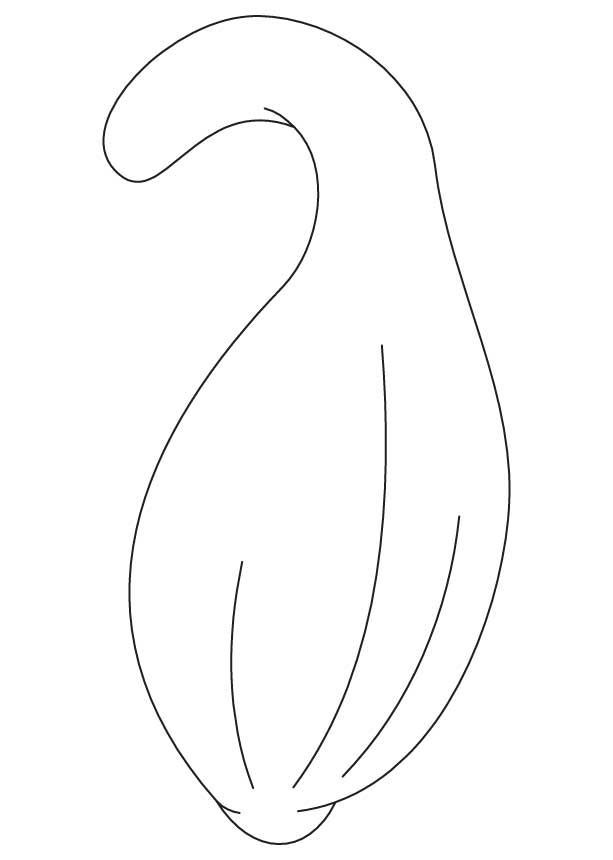 Squash coloring sheet download free squash coloring sheet for kids best coloring pages coloring sheets for kids coloring pages preschool art activities