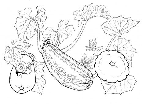 Coloring picture of squash squash coloring page super coloring coloring pages mandala coloring pages coloring pictures