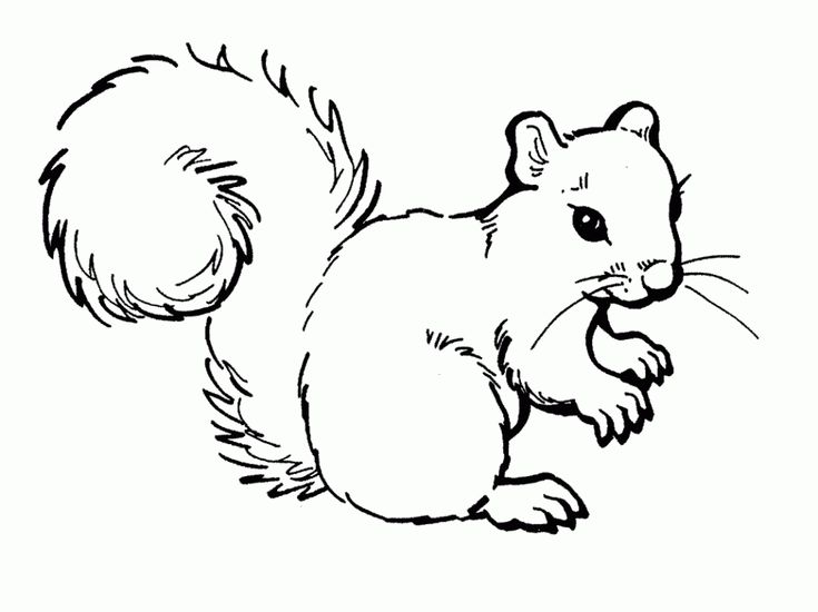 Fun and free printable squirrel coloring pages for kids