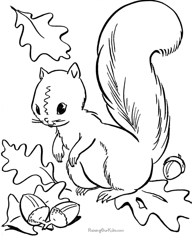 Squirrel coloring page for the drummer and the wright county journal press