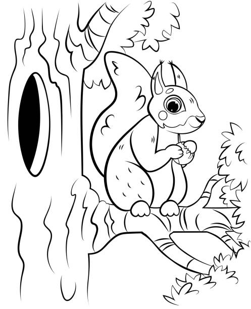 Squirrel coloring pages stock illustrations royalty