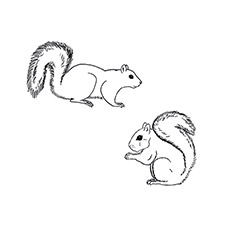 Top free printable squirrel coloring pages online