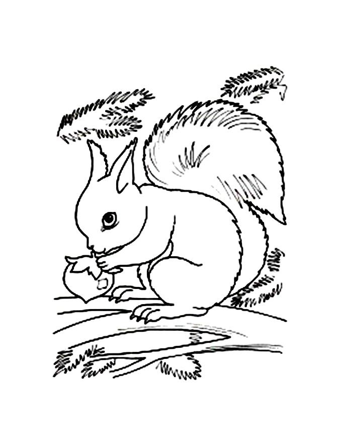 Coloring pages flying squirrel coloring page