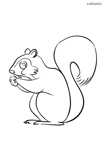 Squirrels coloring pages free printable squirrel coloring sheets