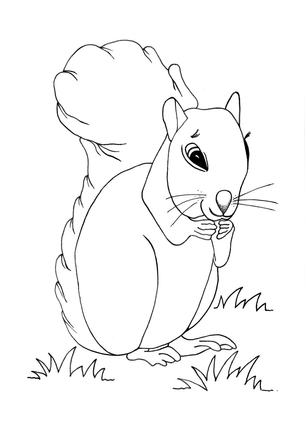 Cute squirrel coloring page