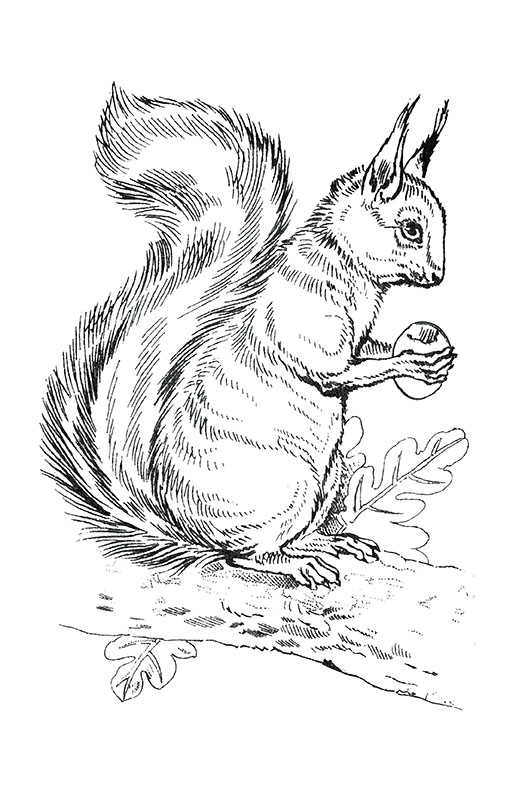 Squirrel coloring page