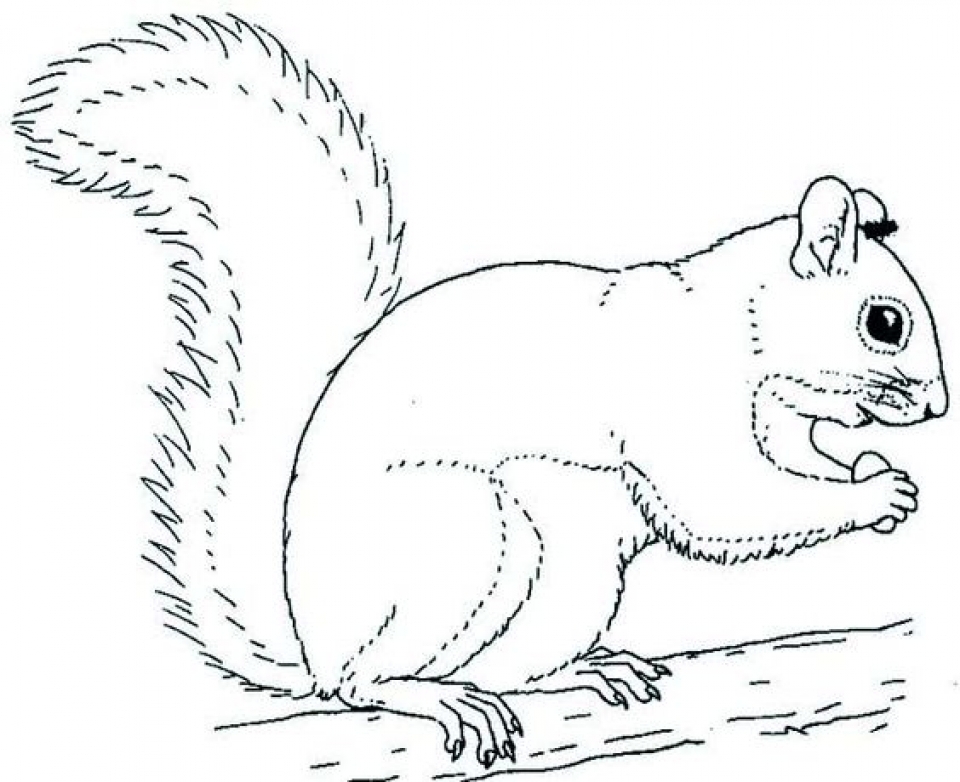 Free printable squirrel coloring pages