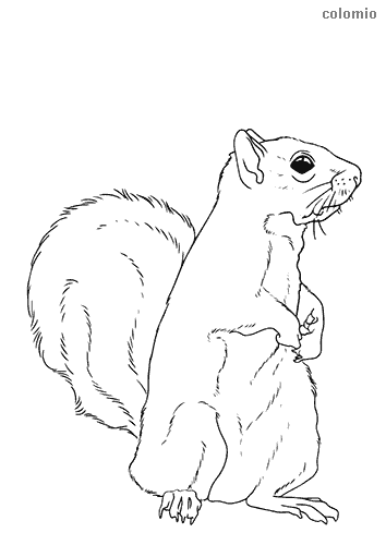 Squirrels coloring pages free printable squirrel coloring sheets