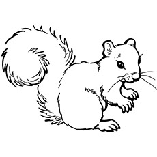 Top free printable squirrel coloring pages online