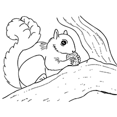 Top free printable squirrel coloring pages online