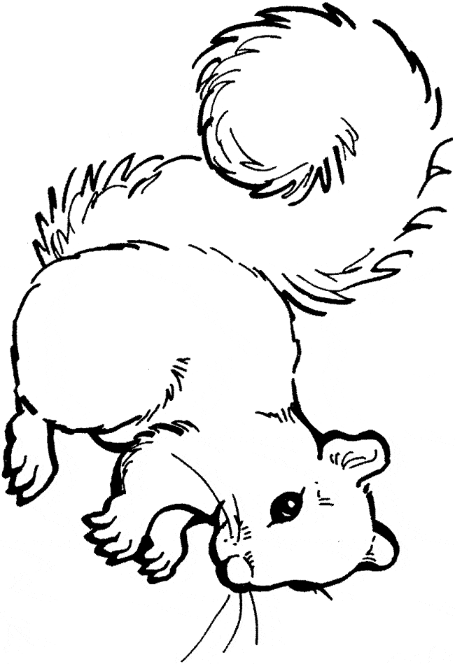 Squirrel coloring page