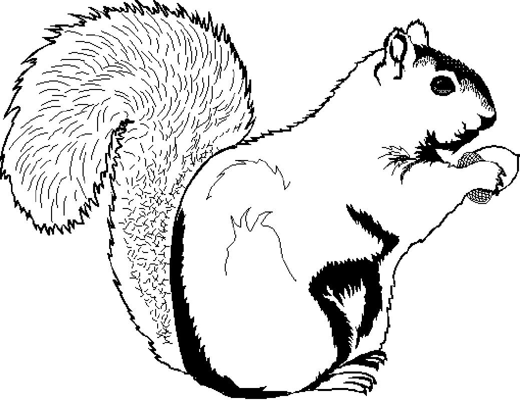 Free printable squirrel coloring pages for kids