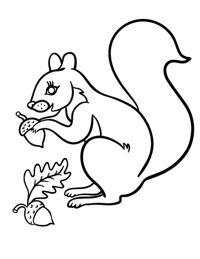 Free squirrel coloring page