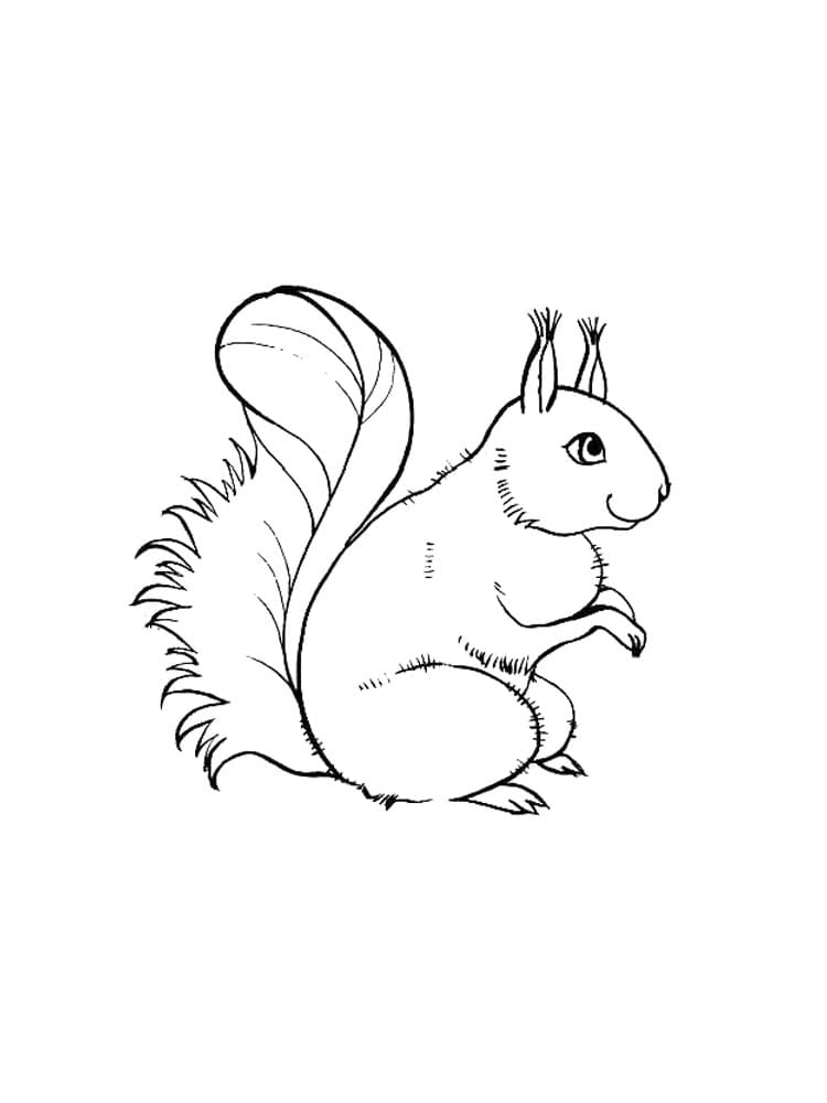 Squirrel