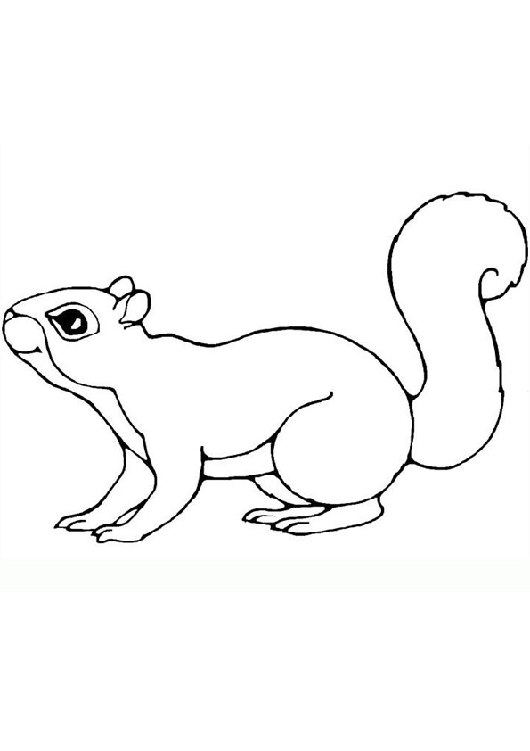 Coloring pages squirrel coloring page