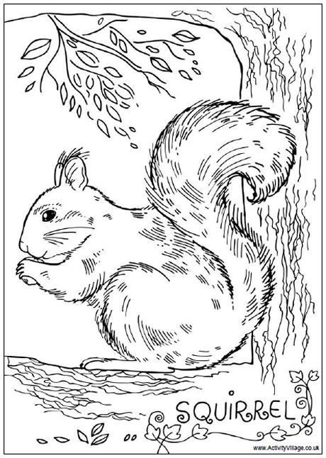 Squirrel louring page squirrel loring page louring pages loring pages